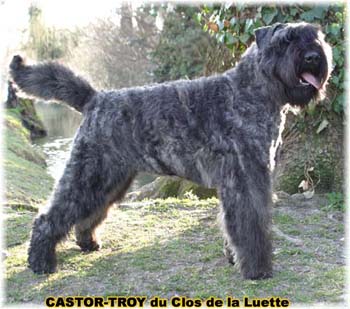 bouvier des flandres du clos de la luette - copyright déposé